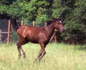 Horse Picture